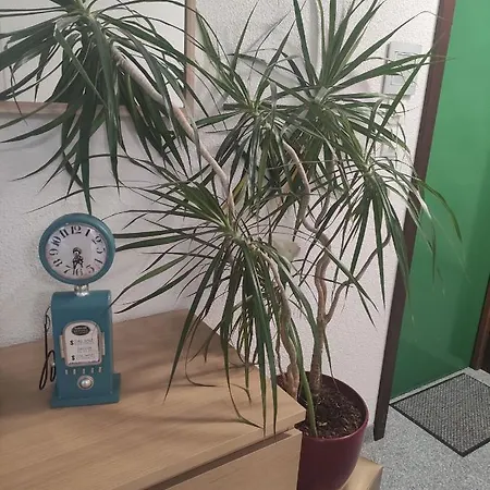 Apartament Les Du Frankenthal *